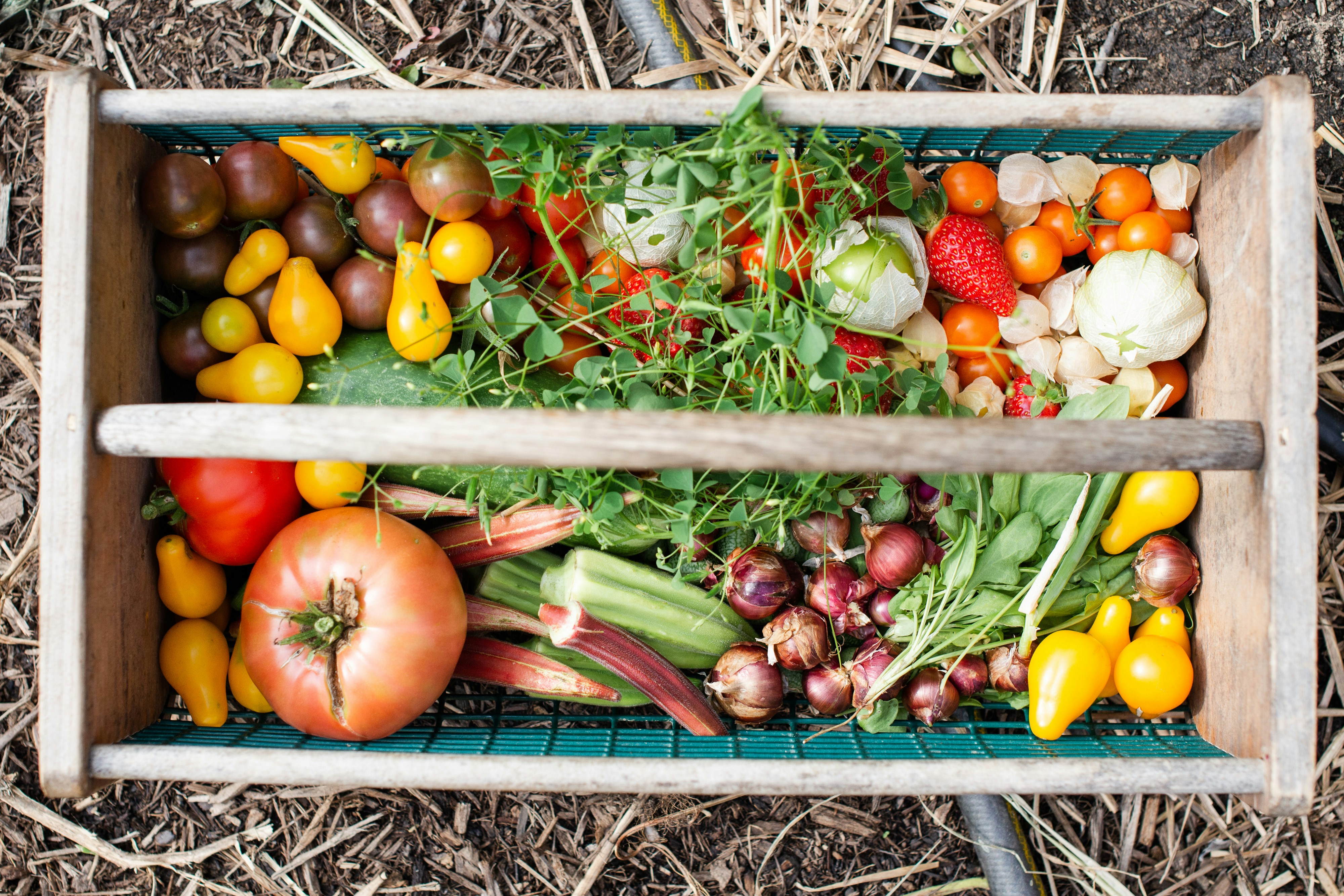 Fresh harvested vegetables from a home garden using Charis Bloom soil monitoring technology